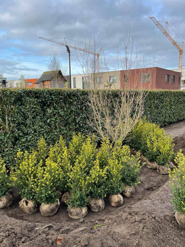 Tuinaanleg in Sint-Katelijne-Waver door Dierckx Tuinwerken, beplanting klaar voor aanplant